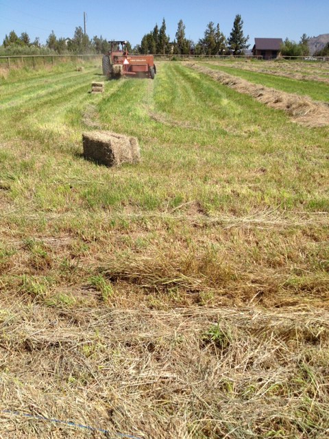 Baling day at Smith Rock Farm.  We typically have a small amount of hay for sale by the ton in July and September.